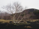 Birch growing from the ash at Mount Etna